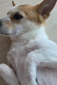 표쨔