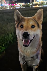 징징초선 베스트루이스해밀턴호텔 오션테라스 쿠폰