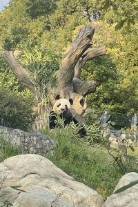 포도젤리