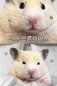 kkrt 고고하우스 쿠폰