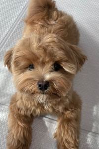 둥둥이
