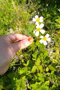 aria_245