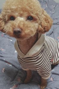 오아이우어