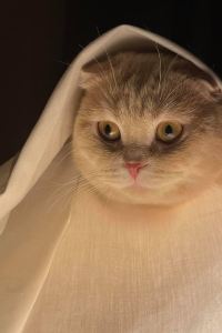 ผักตั้งโอ๋