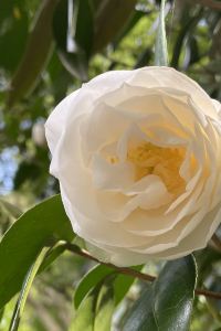 Arigatouarigatou 新宿ワシントンホテル 本館 クーポン