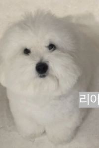대카니