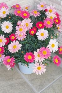 Sohana Imran 吉隆坡便捷酒店優惠