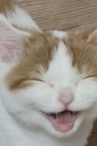 예로롱
