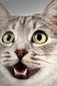 cat1004