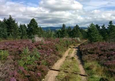 Cambus O'May Forest