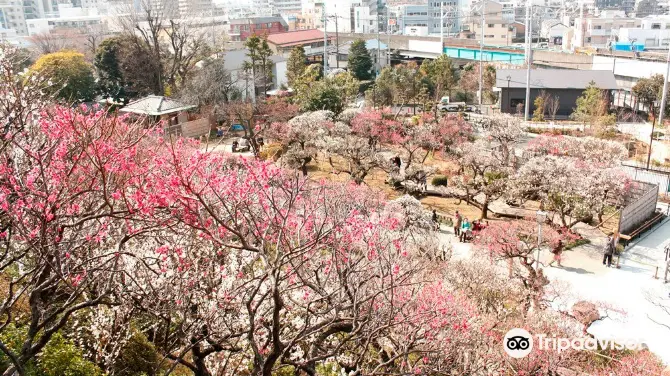 2_이케가미 매화정원