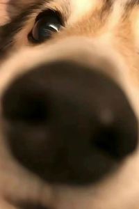 Xuuzhi
