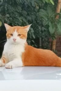 Namiaolinggancacengbizi インターナショナルガーデン成田 クーポン