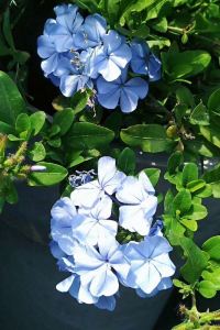 May 🌸jipiao、jiudian、gaoduandujia