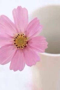 **mendianguwenliaowen