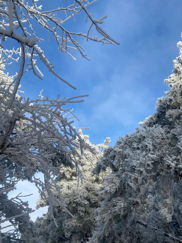 浙江太子尖的雪景太誘人了！！！