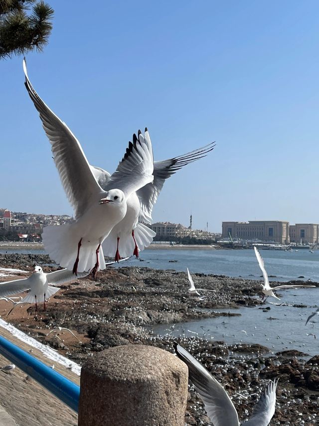 青島4日遊 冬日裡的浪漫海濱之旅