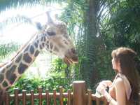 動物達と間近で触れ合えるシンガポール動物園🦒