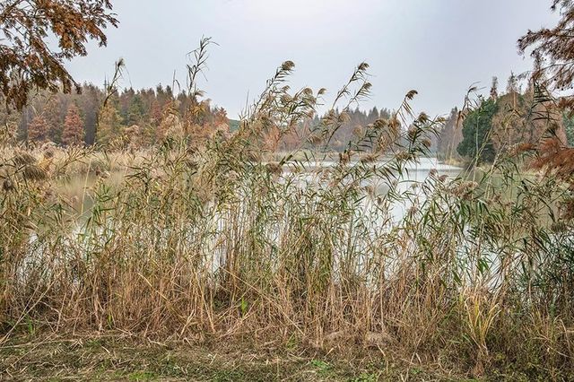 綠色濕地青西郊野公園