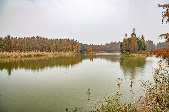 綠色濕地青西郊野公園