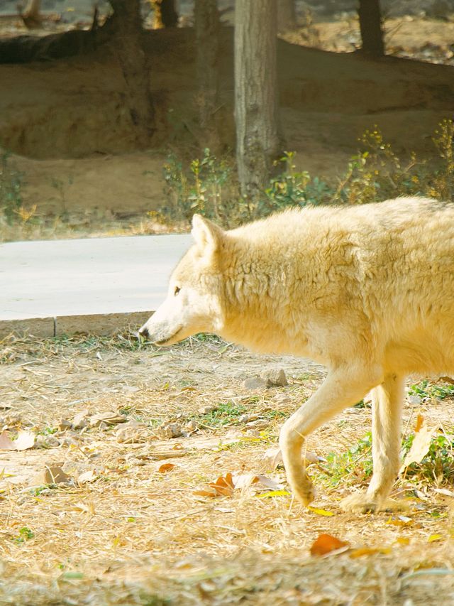 冬季反向遊 | 附上海野生動物園互動遊玩攻略