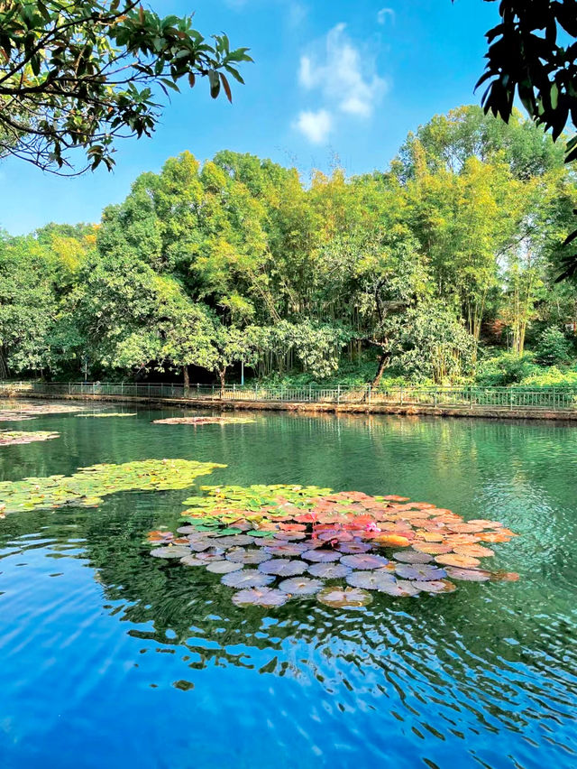 玩轉深圳之龍崗篇——龍潭公園