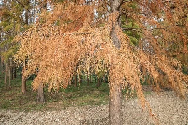 綠色濕地青西郊野公園