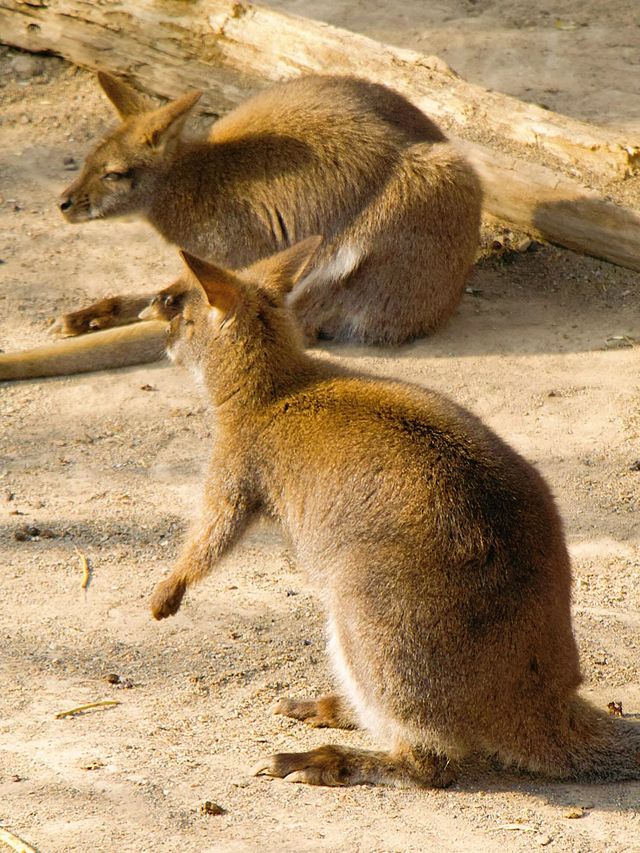 冬季反向遊 | 來上海動物園與動物親密互動（附攻略）