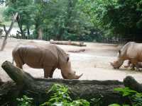 動物達と間近で触れ合えるシンガポール動物園🦒