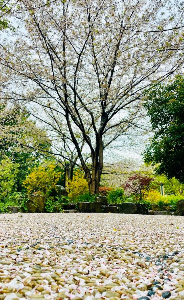 長風公園花開春滿園，姹紫嫣紅染滿天