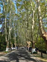 南京鐘山旅遊｜反向遊避開人群，就來靈谷寺！。