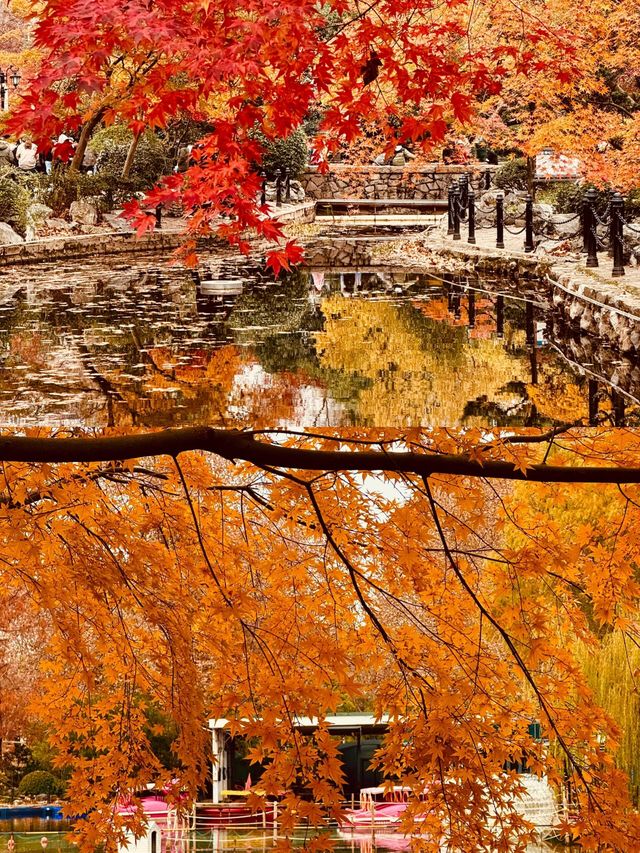 魯迅公園的紅楓簡直美得令人驚嘆！！