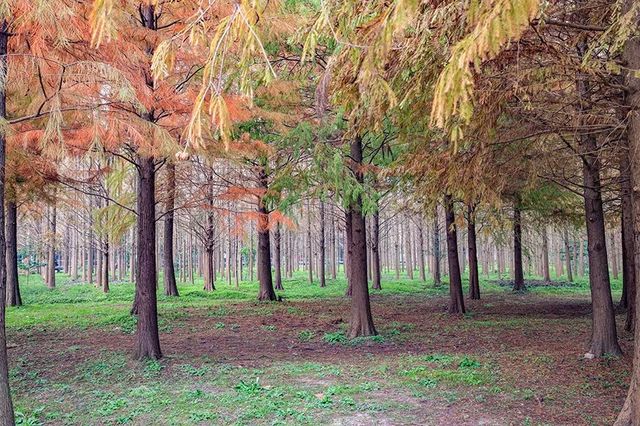 綠色濕地青西郊野公園