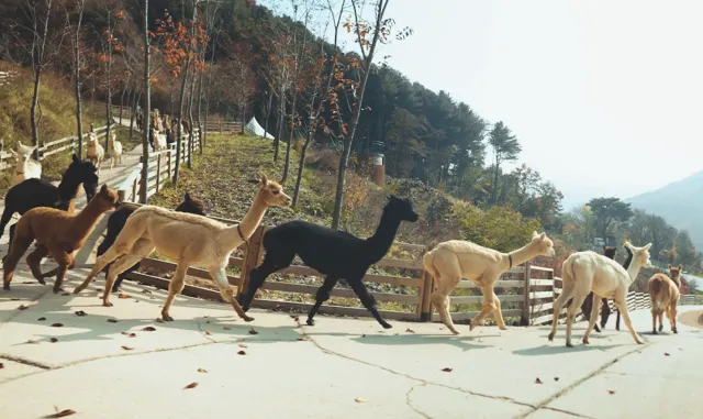 어린이날 대체 공휴일 가볼만한 곳