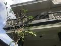 kaji-homestay