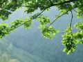 shanzhong-laixin-hawthorn-hostel