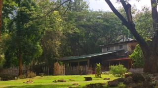 jungle-hut