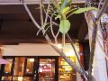 cornerhouse