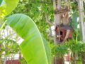 yai-land-the-tropical-villa-pattaya