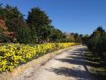 quinta-verde-sintra