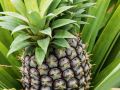 herdade-do-ananas