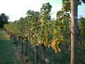 agriturismo-giorgio-colutta