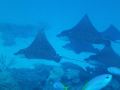 mai-dive-astrolabe-reef-resort