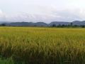 baan-saun-homestay-by-lamyai-khunmae