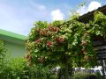 gt-guest-house