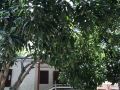 sea-flower-guest-house