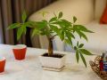 palm-tree-apartment
