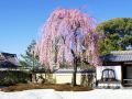 miru-kyoto-nishiki
