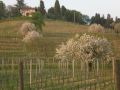 agriturismo-giorgio-colutta