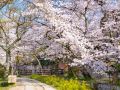 tohri-sakura-an-umekouji